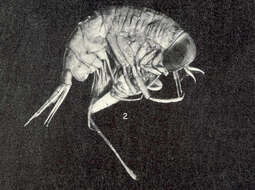 Image of Hyperiidae Dana 1852
