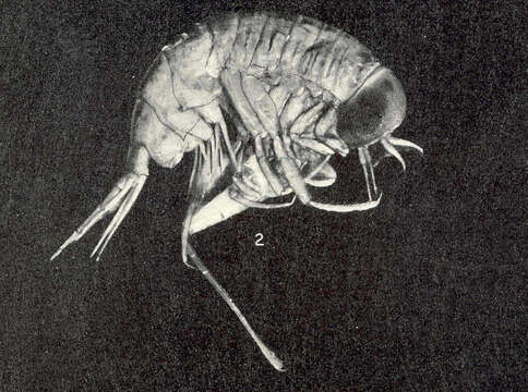 Image de Hyperiidae Dana 1852