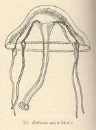 Image of Eirenidae Haeckel 1879
