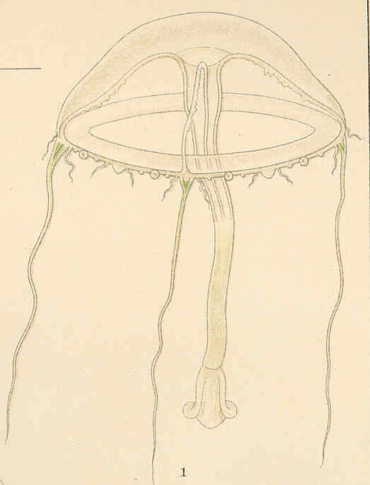 Image of Eirenidae Haeckel 1879