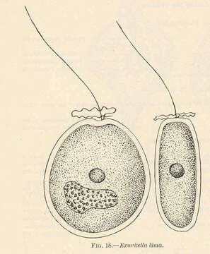 Image of dinoflagellates
