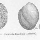 Image of Fabularia Defrance 1820
