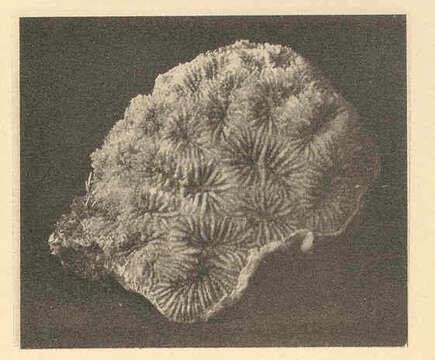 Image of Faviidae Milne Edwards & Haime 1857