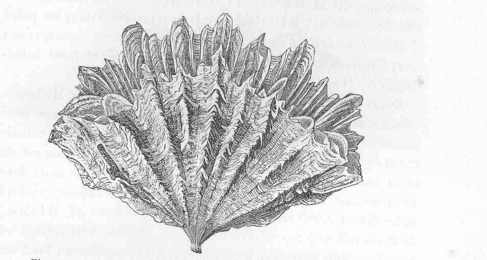 Image of Flabellidae Bourne 1905