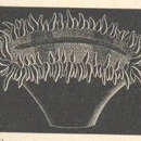 Image of Truncatoflabellum spheniscus (Dana 1846)