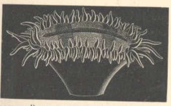 Image of Flabellidae Bourne 1905