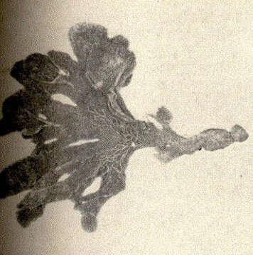 Image of Flustroidea Fleming 1828