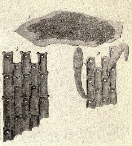 Image de Membraniporidae Busk 1852