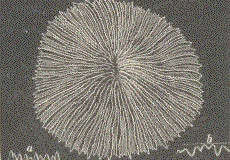 Image de Fungiidae Dana 1846