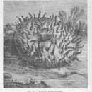 Sivun Fungia fungites (Linnaeus 1758) kuva
