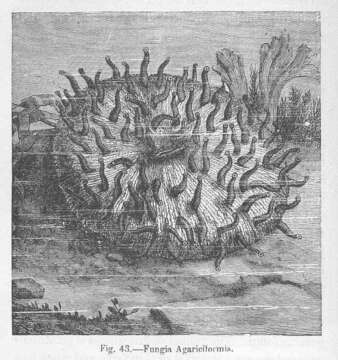 Sivun Fungiidae Dana 1846 kuva