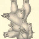 Image of Galeopsis rabidus Jullien 1903