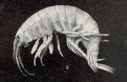 Image of Gammaroidea Latreille 1802