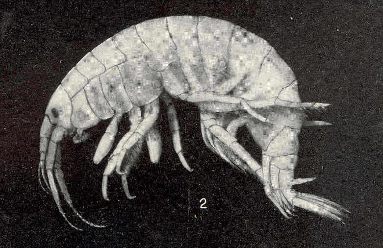 Imagem de Gammaroidea Latreille 1802