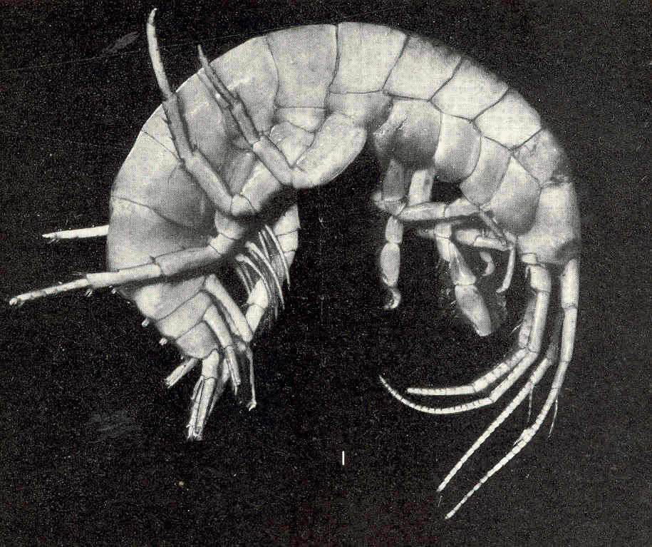 Image of Echinogammarus Stebbing 1899