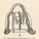 Image of Zanclea Gegenbaur 1856