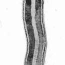 Sivun Antiponemertes novaezealandiae (Dendy 1895) kuva