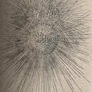 Image of Globigerina d'Orbigny 1826