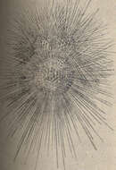 Imagem de Globigerininae Carpenter et al. 1862