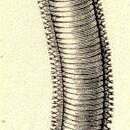 Image of Glycera Lamarck 1818