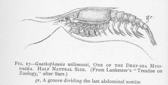 Image of Lophogastridae G. O. Sars 1870
