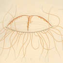 Image of Clinging jellyfish