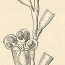 Image of Gonothyraea loveni (Allman 1859)