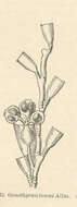 Image of Gonothyraea Allman 1864