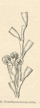 Image of Gonothyraea Allman 1864