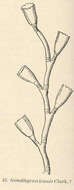 Imagem de Campanulariidae Johnston 1836