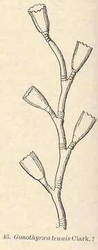 Image of Campanulariidae Johnston 1836