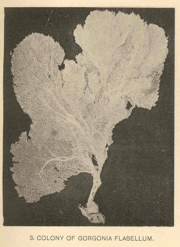 Image of Gorgonia Linnaeus 1758