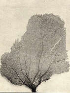Image of Gorgonia Linnaeus 1758