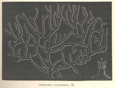 Image of Gorgoniidae Lamouroux 1812