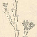 Слика од Halecium articulosum Clark 1875