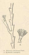 Image of Haleciidae Hincks 1868
