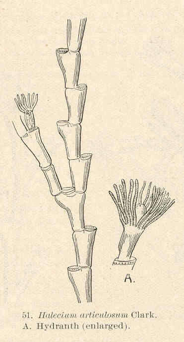 Imagem de Haleciidae Hincks 1868