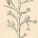 Image of Halecium beanii (Johnston 1838)