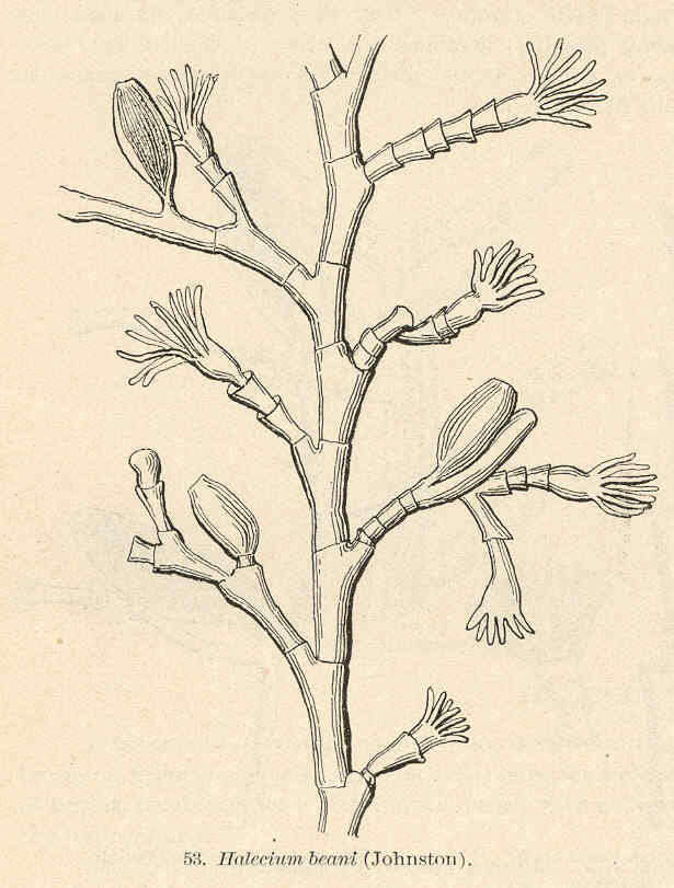 Image de Haleciidae Hincks 1868