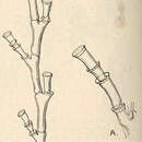 Image of Halecium delicatulum Coughtrey 1876