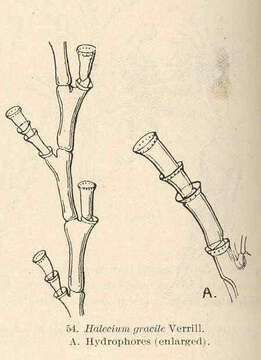 Image of Haleciidae Hincks 1868