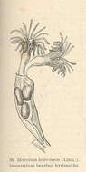 Imagem de Haleciidae Hincks 1868