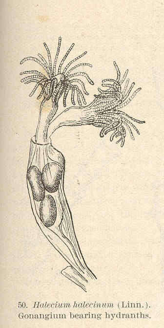 Слика од Haleciidae Hincks 1868
