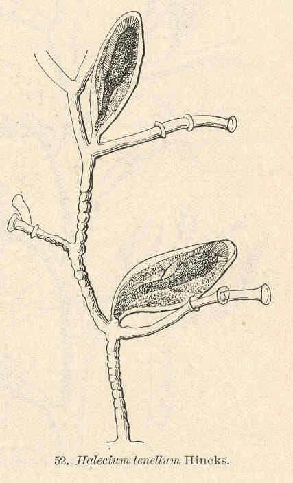 Imagem de Haleciidae Hincks 1868