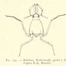 Sivun Halobates Eschscholtz 1822 kuva