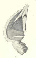 Sivun Heteralepadidae Nilsson-Cantell 1921 kuva