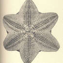 Image of Obscure cushion star