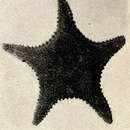 Image of Arctic cushion star