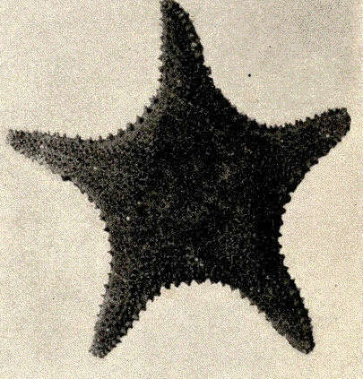 Image of Hippasteria Gray 1840