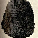 Image of Hippospongia canaliculata (Lendenfeld 1886)